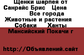 Щенки шарпея от Санрайс Брис › Цена ­ 30 000 - Все города Животные и растения » Собаки   . Ханты-Мансийский,Покачи г.